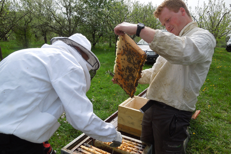 ein Imker zeigt die Bienenwabe einer Bienenbox