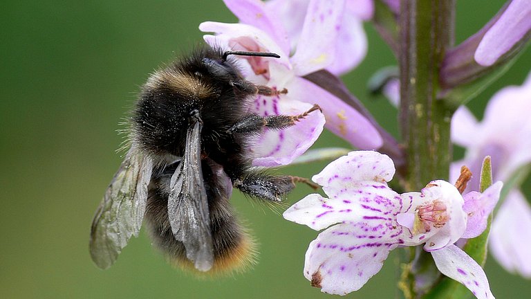 Eine Hummel auf Nektarsuche sitzt auf einem Blütenkelch eines Knabenkrauts.