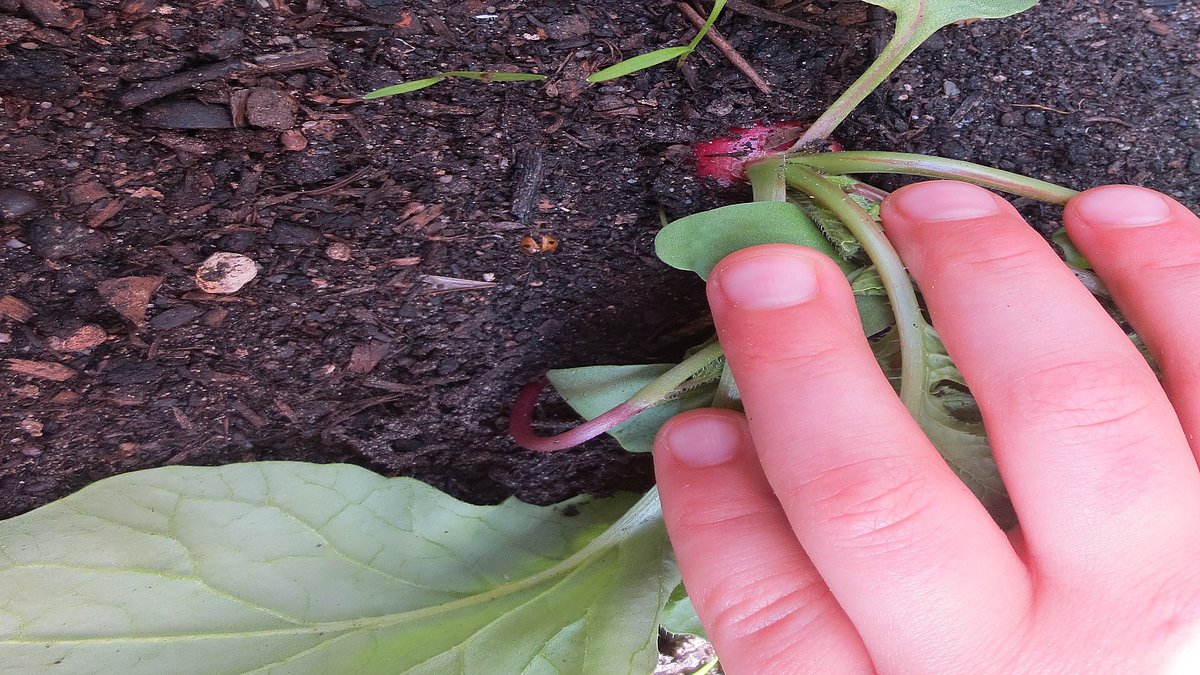 Ein Naschgarten vermittelt nicht nur praktische Fähigkeiten, sondern auch ein Verständnis für die Natur, gesunde Ernährung und globale Zusammenhänge.