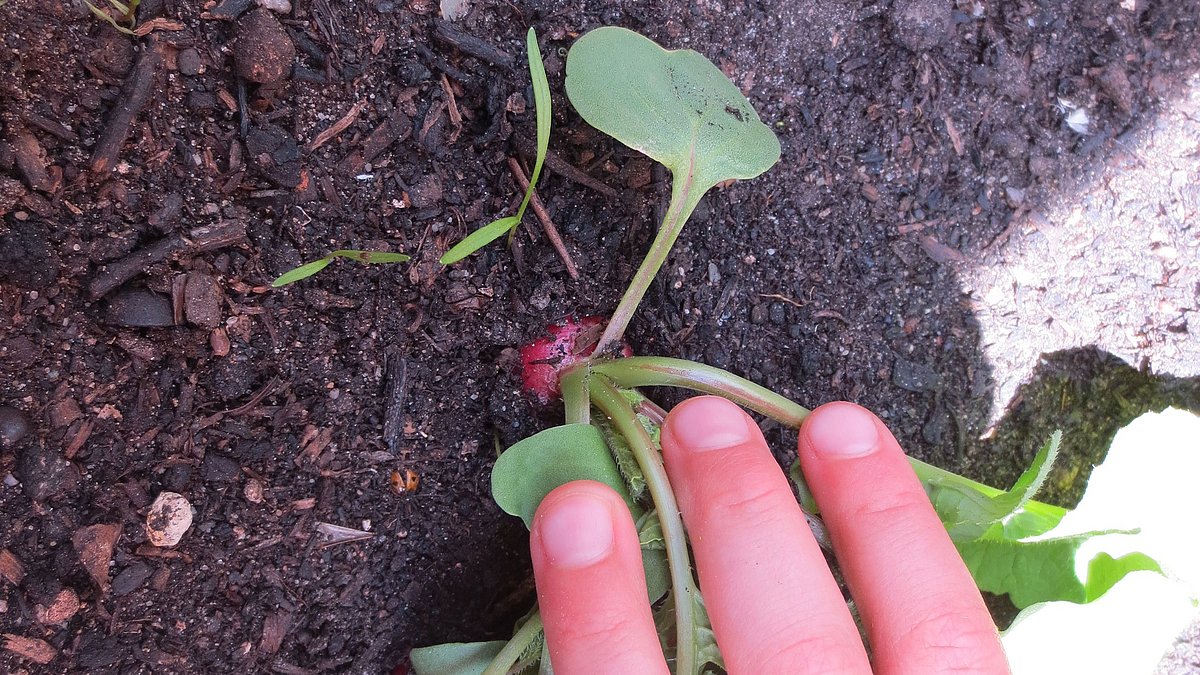 Ein Naschgarten vermittelt nicht nur praktische Fähigkeiten, sondern auch ein Verständnis für die Natur, gesunde Ernährung und globale Zusammenhänge.
