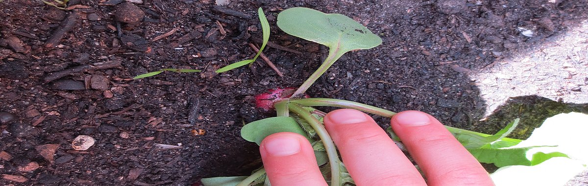 Ein Naschgarten vermittelt nicht nur praktische Fähigkeiten, sondern auch ein Verständnis für die Natur, gesunde Ernährung und globale Zusammenhänge.