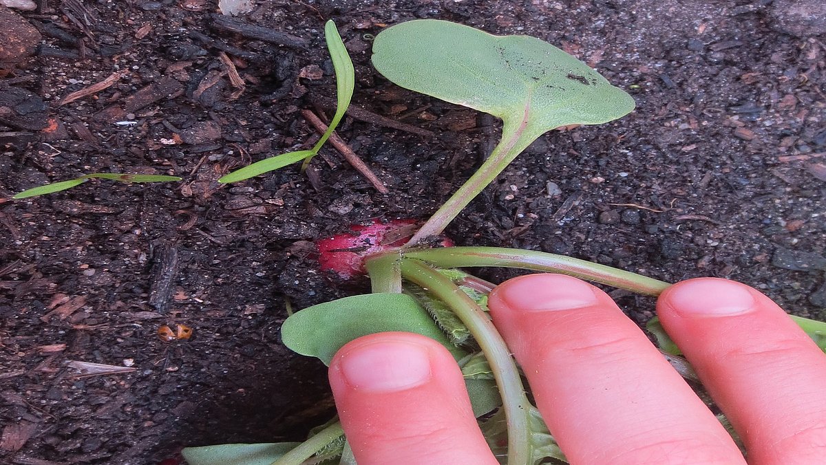 Ein Naschgarten vermittelt nicht nur praktische Fähigkeiten, sondern auch ein Verständnis für die Natur, gesunde Ernährung und globale Zusammenhänge.