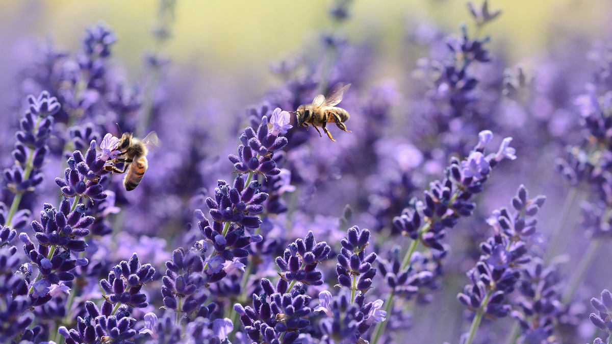 Zwei Bienen sammeln Necktar an üppig blühenden Lavendelblüte.