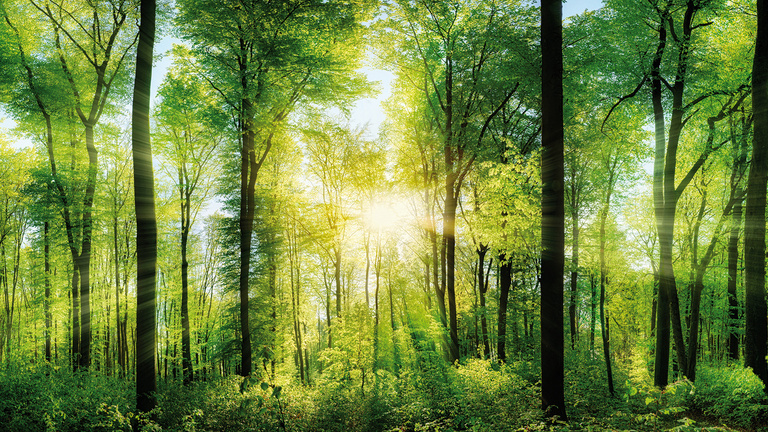 Ein sonnendurchfluteter Wald Ein grüner, lichter Laubwald wird von der Sonne durchflutet.