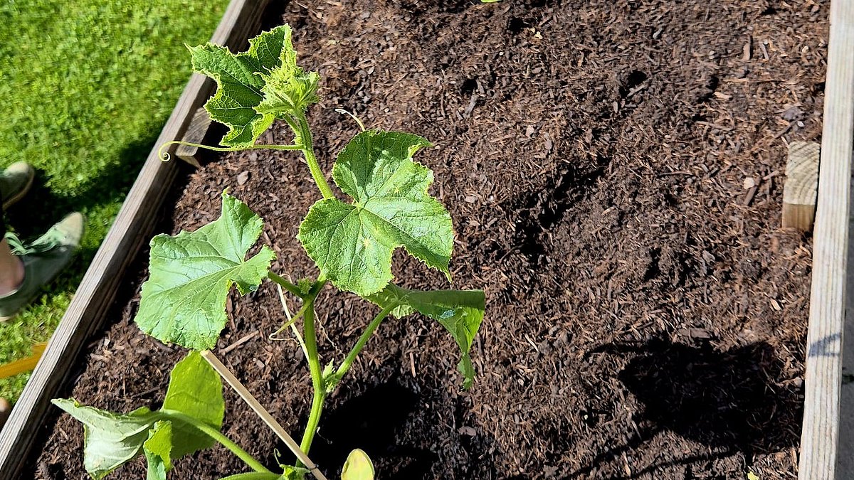 Hochbeet mit Setzlingen.
