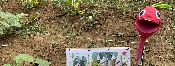 Acker der Albert-Schweitzer-Schule Sinsheim