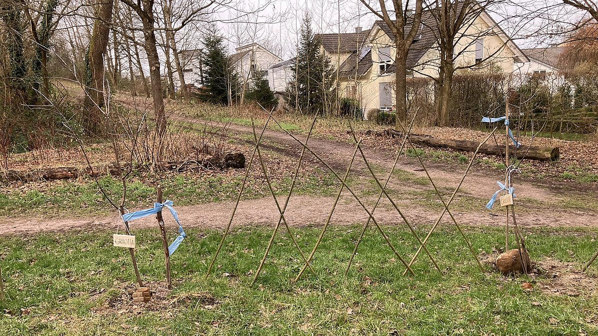 Weidenzaun und zwei Baumschösslinge wurden im Februar gesteckt.