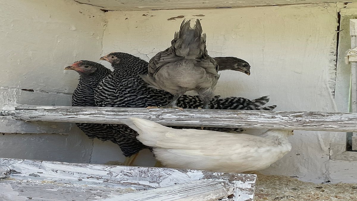 Die Hühner ziehen ein.