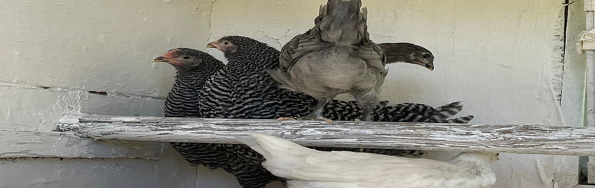 Die Hühner ziehen ein.