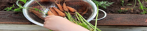 Beim Karotten ernten.