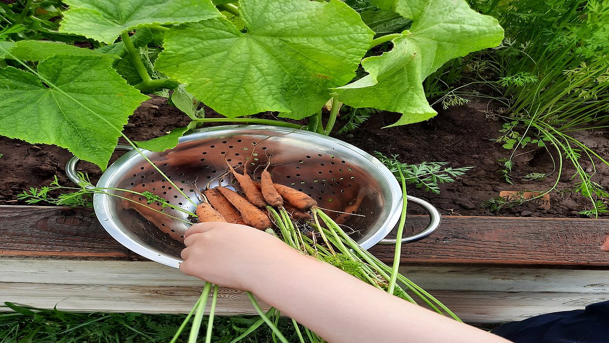 Beim Karotten ernten.