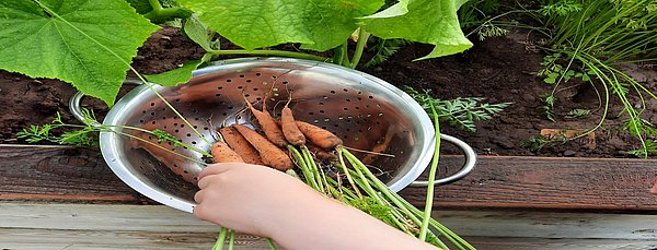 Beim Karotten ernten.