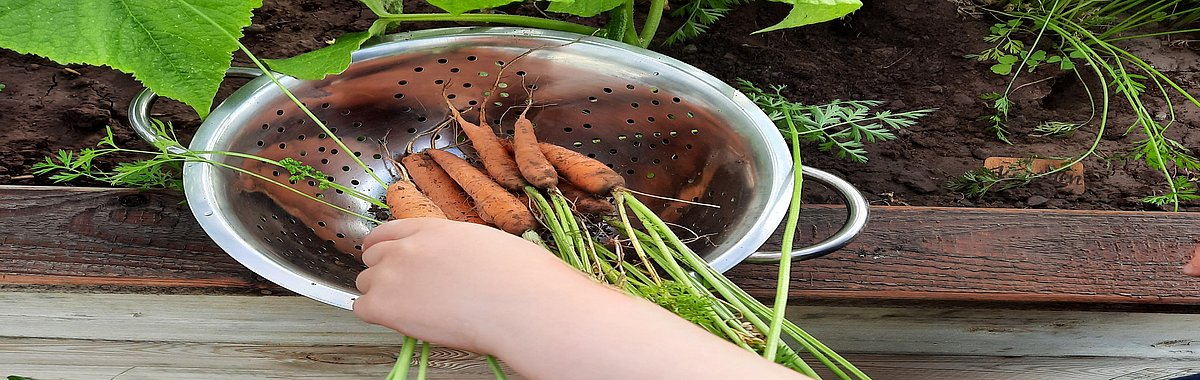Beim Karotten ernten.