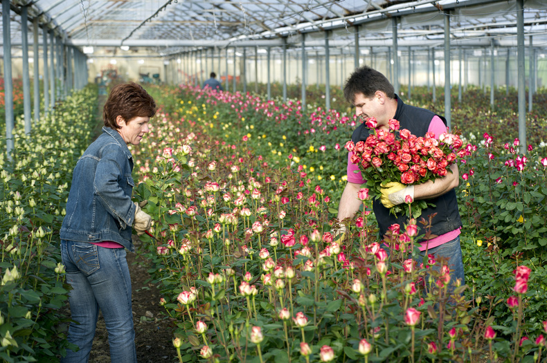 Aufnahme des Gewächshauses der Gärtnerei Fellbacher Schnittrosen