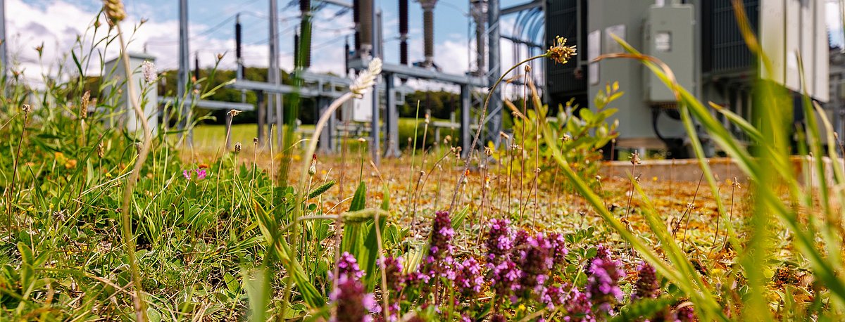 Summspannwerk Donnstetten mit Blumenwiese im Vordergrund und technischen Elementen im Hintergrund