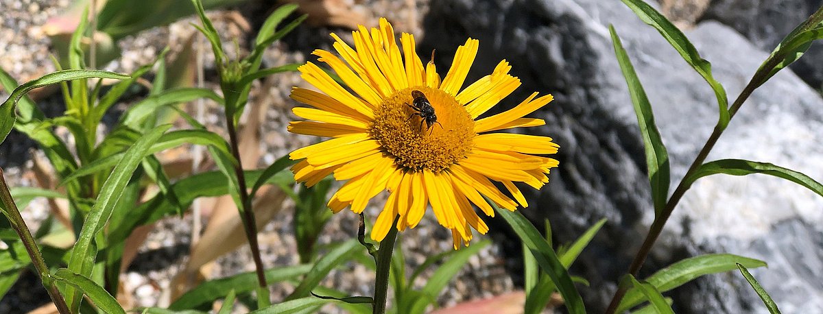 Ein Insekt auf einer gelben Blume.