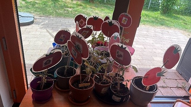Jedes Kind pflegt begeistert die eigene Tomatenpflanze.