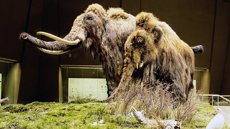 Zwei Mammute werden in einem Museum auf einer nachgebildeten Steppe ausgestellt.