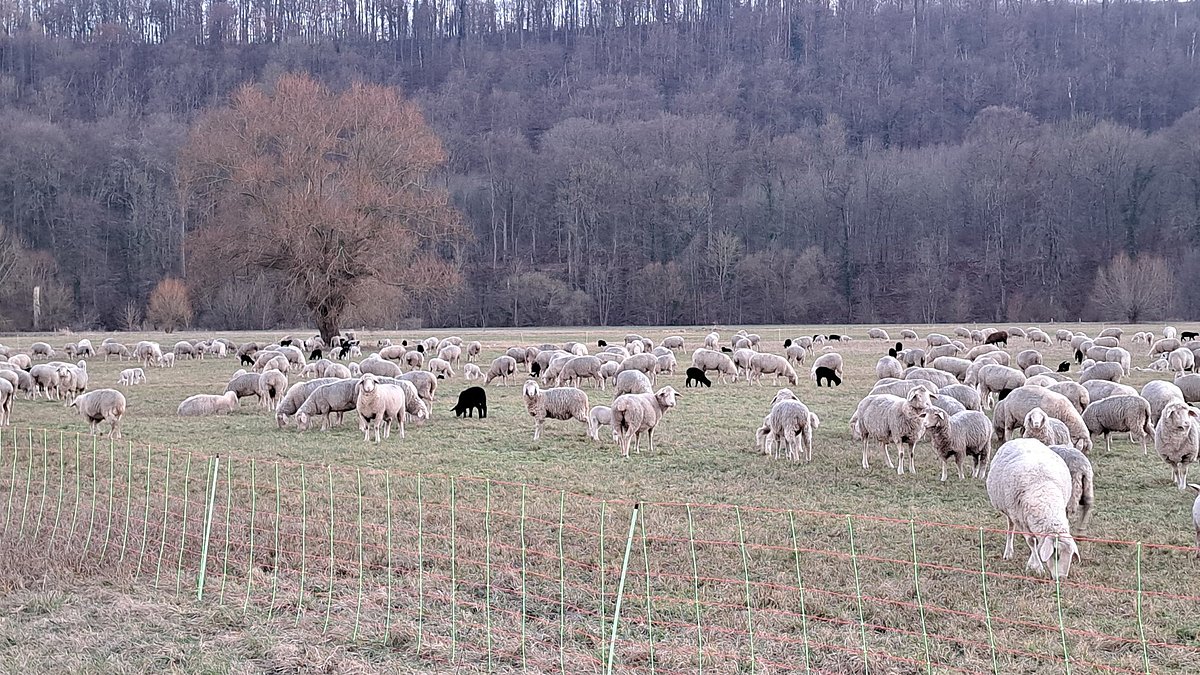 Der Besuch beim Schäfer.
