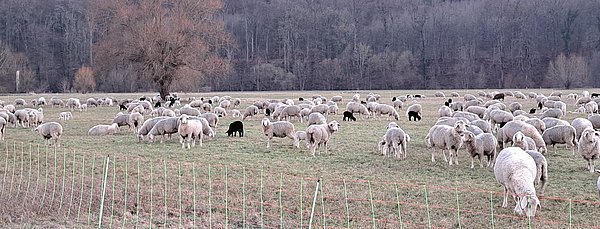Der Besuch beim Schäfer.