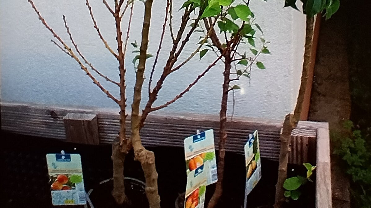 Teil der ausgewählten Pflanzen unseres Naschgartens