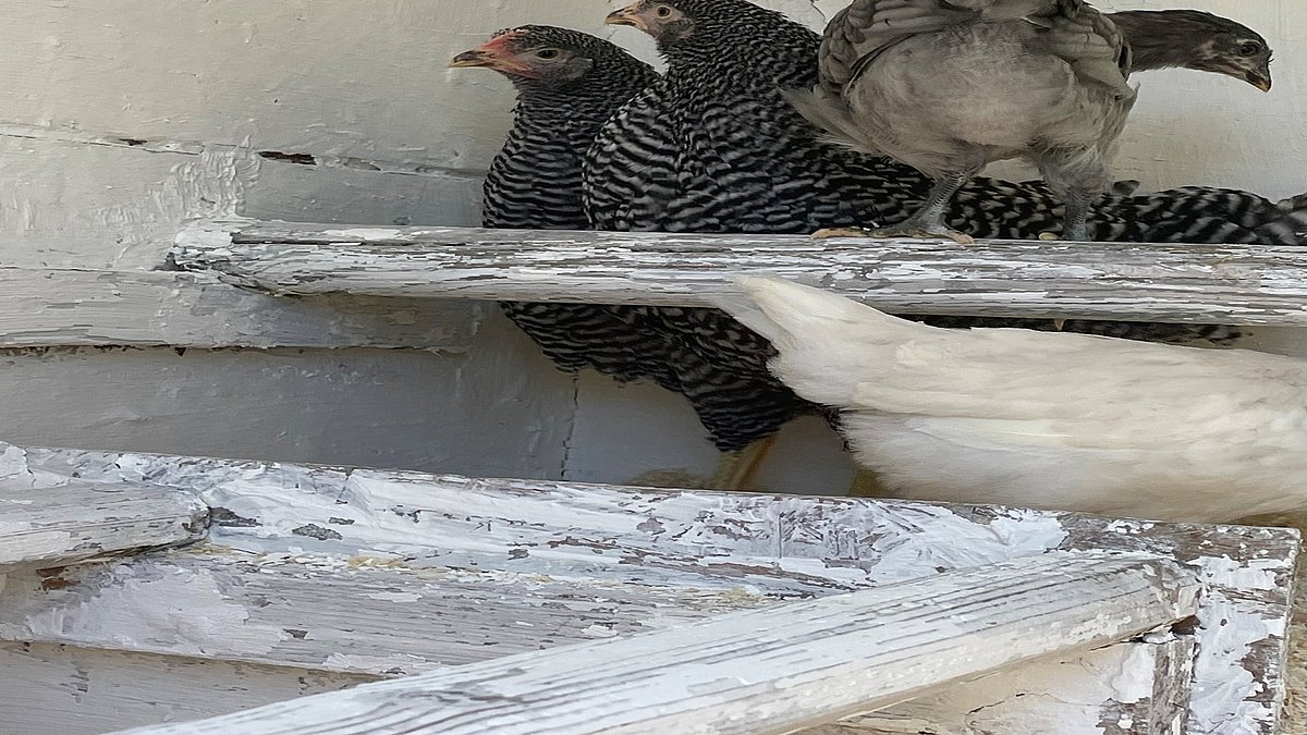 Die Hühner ziehen ein.