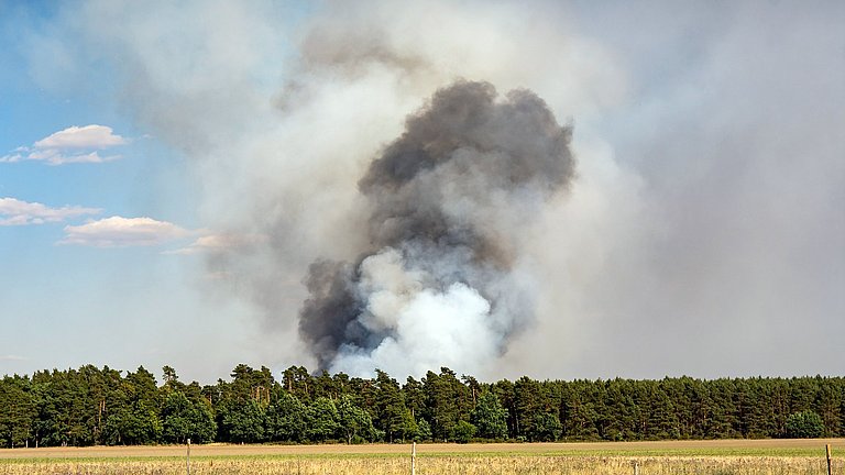 Eine riesige Rauchwolke eines Waldbrandes türmt sich über einem Waldgebiet auf. Im Vordergrund liegen trockene, gelbe landwirtschaftliche Flächen.