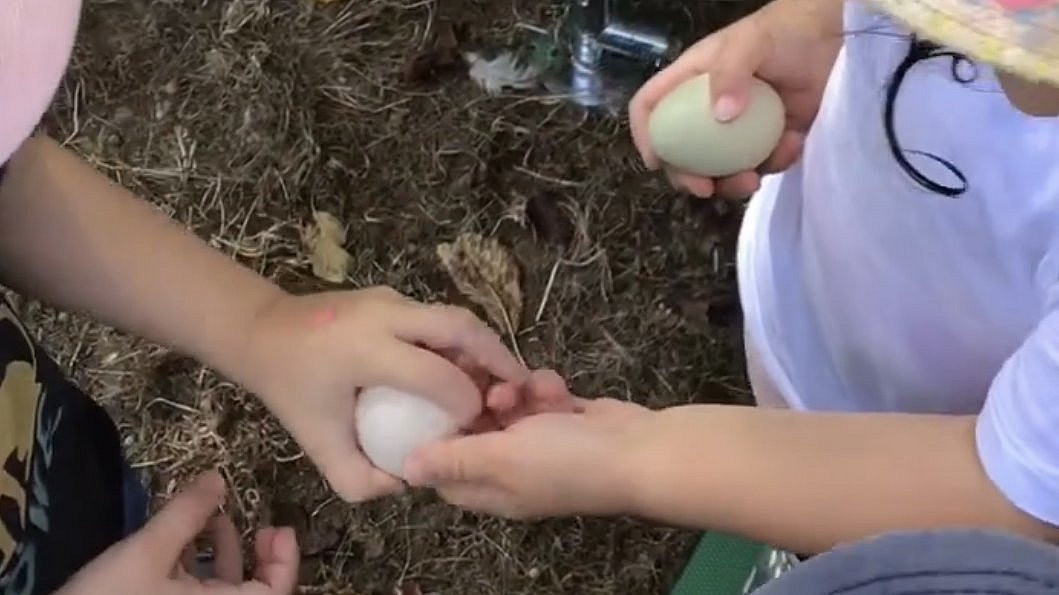 Die Kinder suchten die Eier und sammelten sie ein. Mehrmals täglich. Es gab richtig viele Eier.