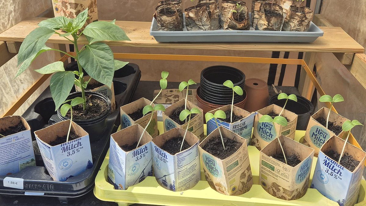 Die ersten selbstgezogenen Pflanzen in diesem Jahr.