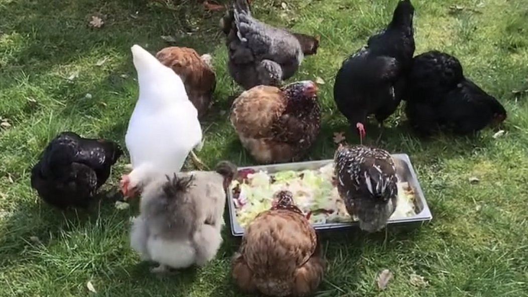 Die Hühner haben täglich die Essensreste vom Mittagessen bekommen.