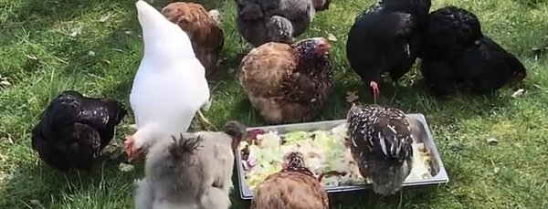 Die Hühner haben täglich die Essensreste vom Mittagessen bekommen.