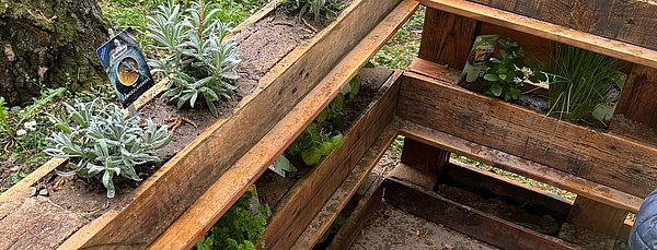 Die Samen werden in die Boxen gestreut.