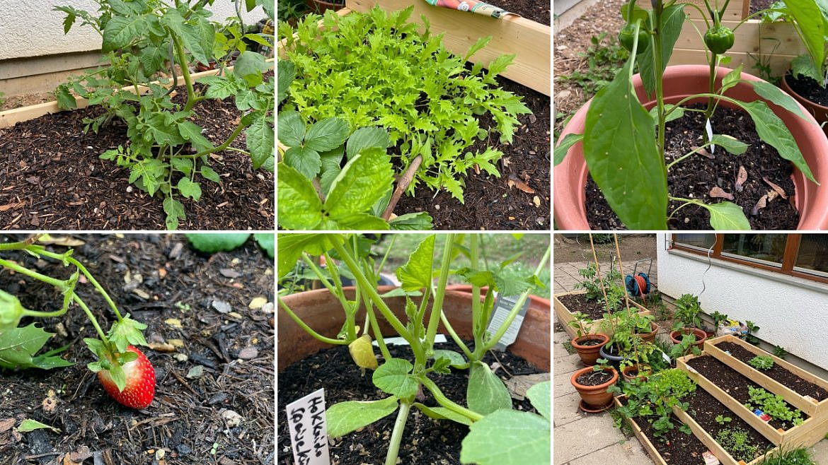 Mit der Zeit wachsen die eingepflanzten Samen im Hochbeet schnell vor sich hin, sodass die Kinder bereits erste Früchte ihrer eigenen Gemüsepflanzen kosten konnten.