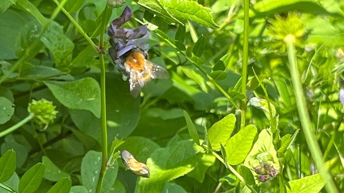 Das Anlegen einer Wiese trägt aktiv zum Schutz und zur Förderung der Natur bei, um die Artenvielfalt zu bewahren und ein nachhaltiges Miteinander von Mensch und Umwelt zu ermöglichen.