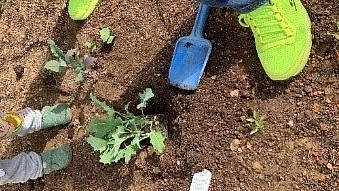 Erstes Gemüse zieht ein.