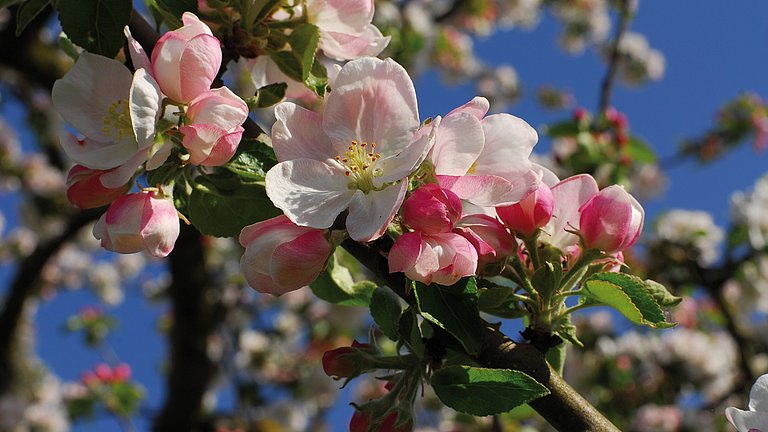 Ein Ast mit einer Vielzahl von Apfelblüten.