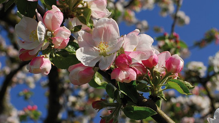 Ein Ast mit einer Vielzahl von Apfelblüten.