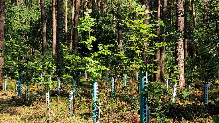 Junge, gründende Bäume vor einem Wald.