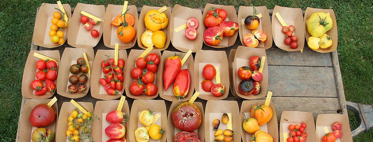 Verschiedene Tomatenarten in Pappschalen, farbenfroh präsentiert auf einer Holzfläche, Beschriftungen auf kleinen gelben Zetteln.