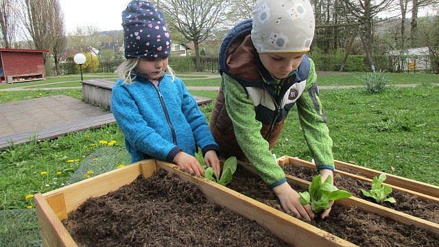 Letztlich wurden die Samen vom Radieschen, Karotte, Schnittlauch und Petersilie direkt ausgesät und etwas später gesellten sich Kopfsalatpflänzchen dazu.
