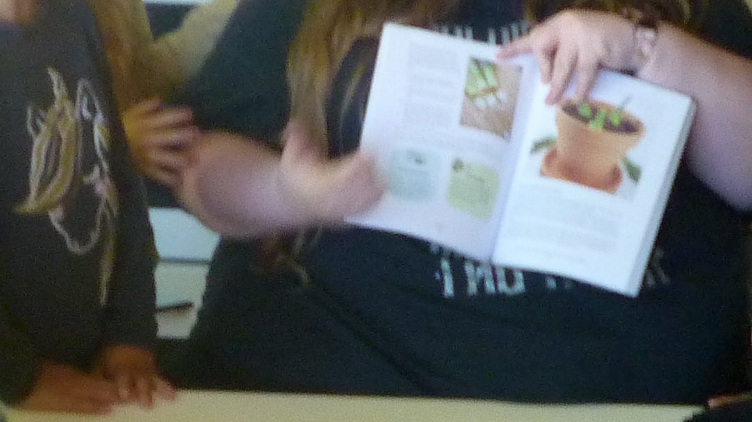 Es wurden verschiedene Möglichkeiten durchgegangen, woraus neue Pflanzen wachsen können (Abschnitte, Kerne, Samen, ...).