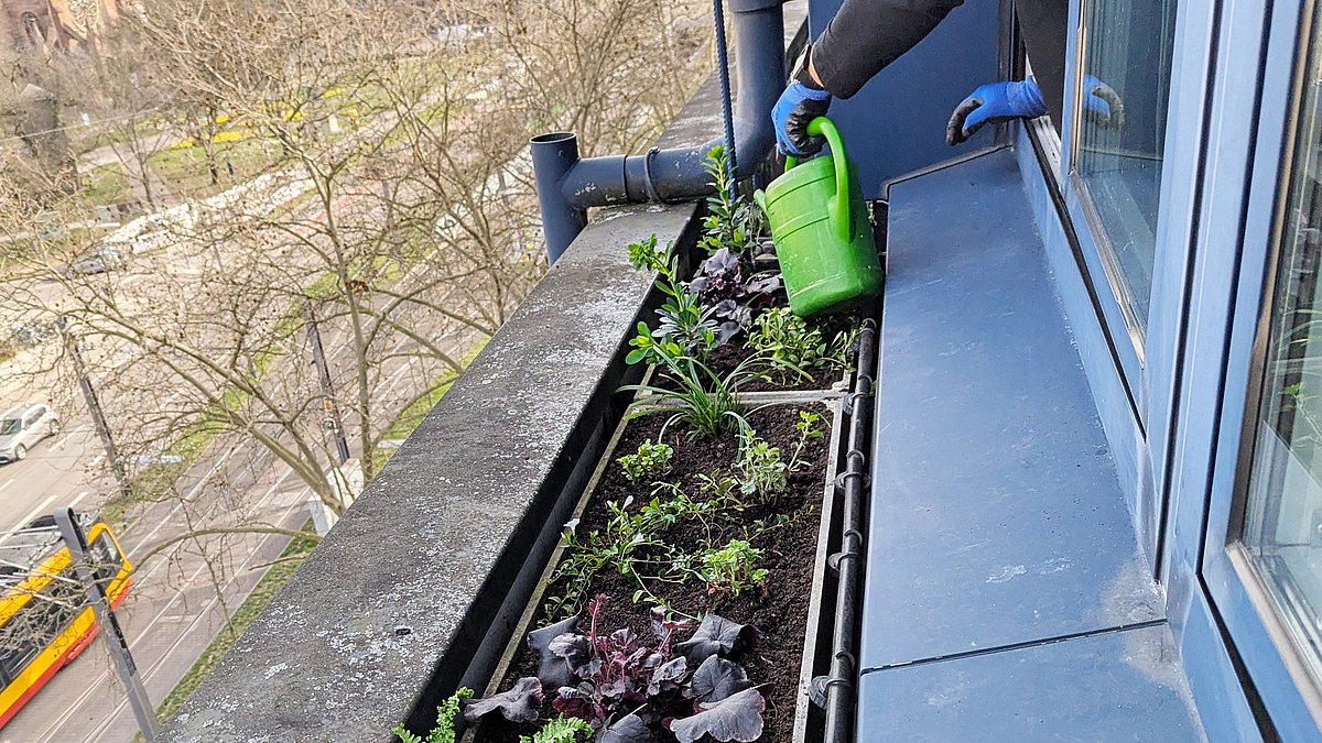 Einbringen der Pflanzen