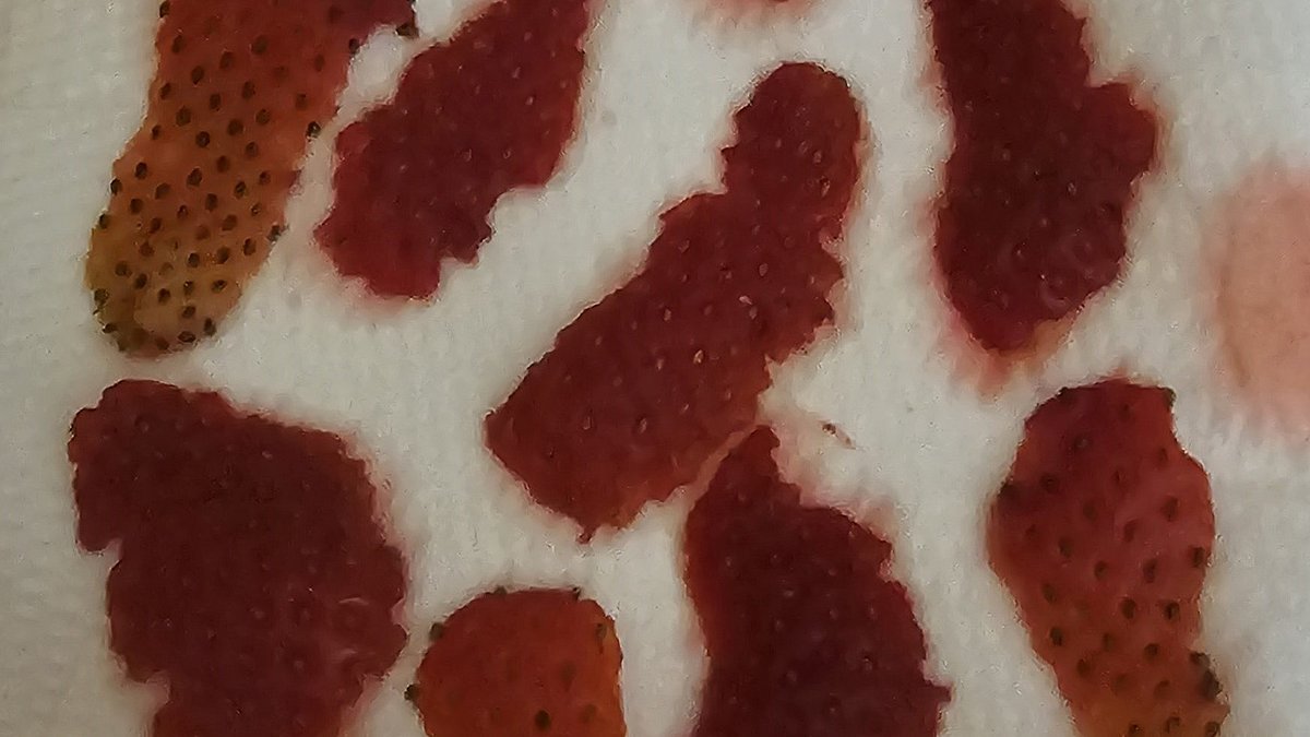 Erdbeeren wurden geschält und getrocknet um die sogenannten Nüsse (die Samen der Erdbeere) sammeln zu können.