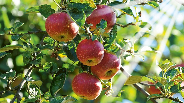 Reife, rote Äpfel hängen an einem Baum.