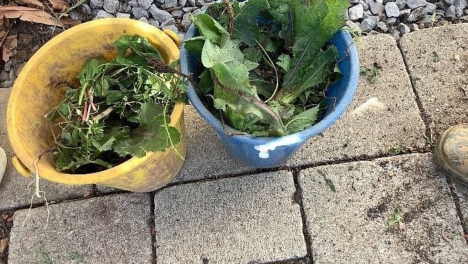 Soviel Unkraut muss entfernt werden.