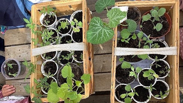 Auch Großeltern spenden Setzlinge.