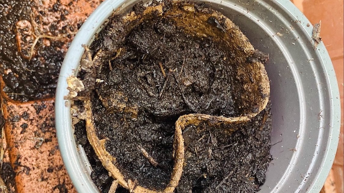 Erste Samen in kleine Töpfchen eingesetzt