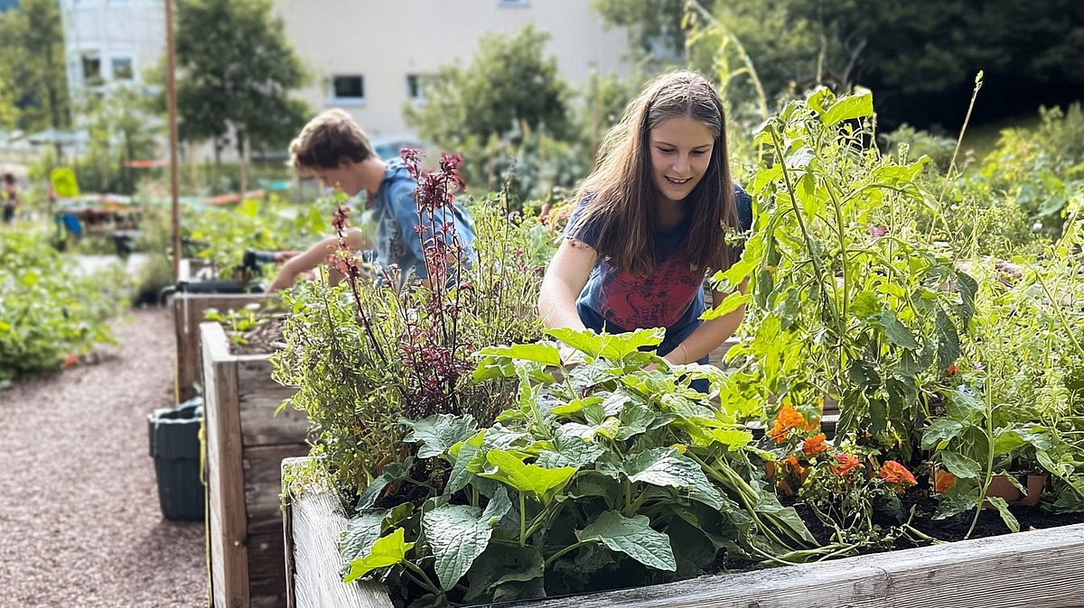 Zwei Kinder stehen an Hochbeeten und pflegen die vielen Pflanzen darin..