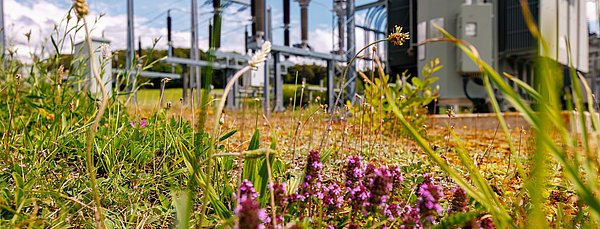 Summspannwerk Donnstetten mit Blumenwiese im Vordergrund und technischen Elementen im Hintergrund