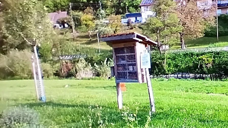 Naschgarten der Wildbienen